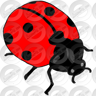 Ladybug