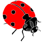 Ladybug