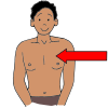 chest