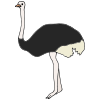 Ostrich Picture