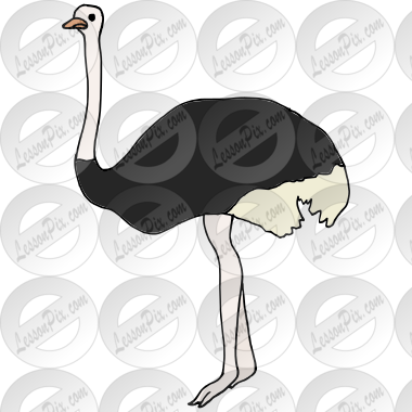Ostrich  Picture