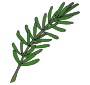 Sprig