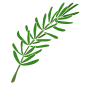 Sprig