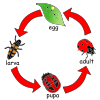 Ladybug Life Cycle