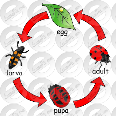 Ladybug Life Cycle