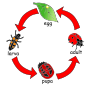 Ladybug Life Cycle