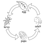 Ladybug Life Cycle