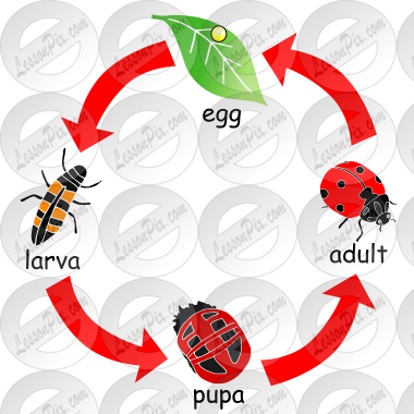 Ladybug Life Cycle