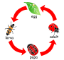 Ladybug Life Cycle