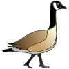 Goose