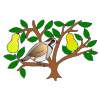 Partridge in a Pear Tree