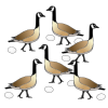 Six Geese