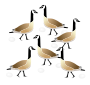 Six Geese