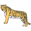 Tiger Picture