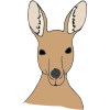 Kangaroo Picture