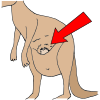 Kangaroo Pouch