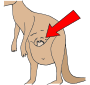 Kangaroo Pouch Picture