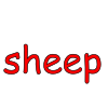 sheep Picture