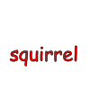 squirrel Picture