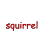 squirrel Picture