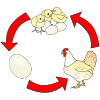 Chicken Life Cycle Picture