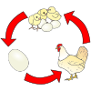 Chicken Life Cycle