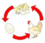 Chicken Life Cycle Picture
