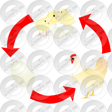 Chicken Life Cycle Stencil