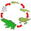 Frog Life Cycle Picture