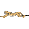 Cheetah Picture