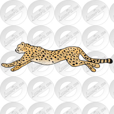 Cheetah