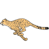 Cheetah Picture