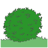 Bush
