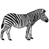 Zebra+braying Picture
