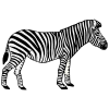 Zebra Picture