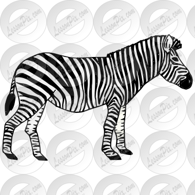 Zebra Picture