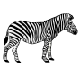 Zebra Picture