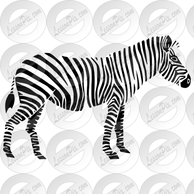 Zebra
