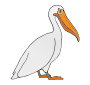 Pelican Picture