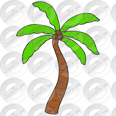 Palm Tree