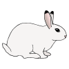 Rabbit+Hops Picture