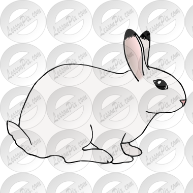 Rabbit  Picture