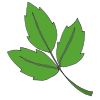 Poison Ivy