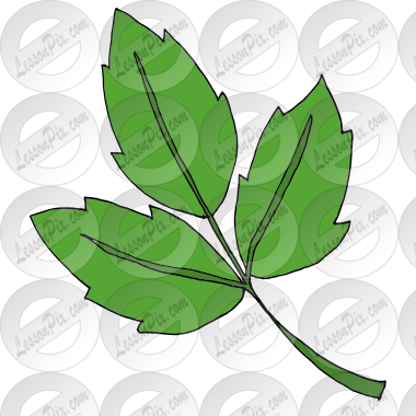 Poison Ivy