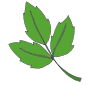 Poison Ivy