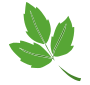Poison Ivy