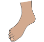 Foot