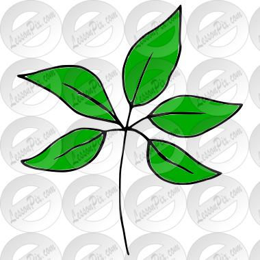 Leaves
