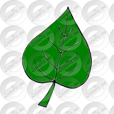 Leaf