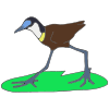 African Jacana Picture